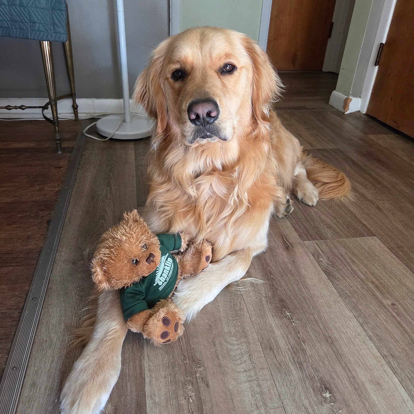 Thor is registered to the contest to win money with this photo: animal, beige, brown, calm, chair, cozy, dog, domestic, flooring, fur, golden_retriever, indoor, lamp, laying_down, pet, quilt, stuffed_toy, teddy_bear, toy, wood_floor