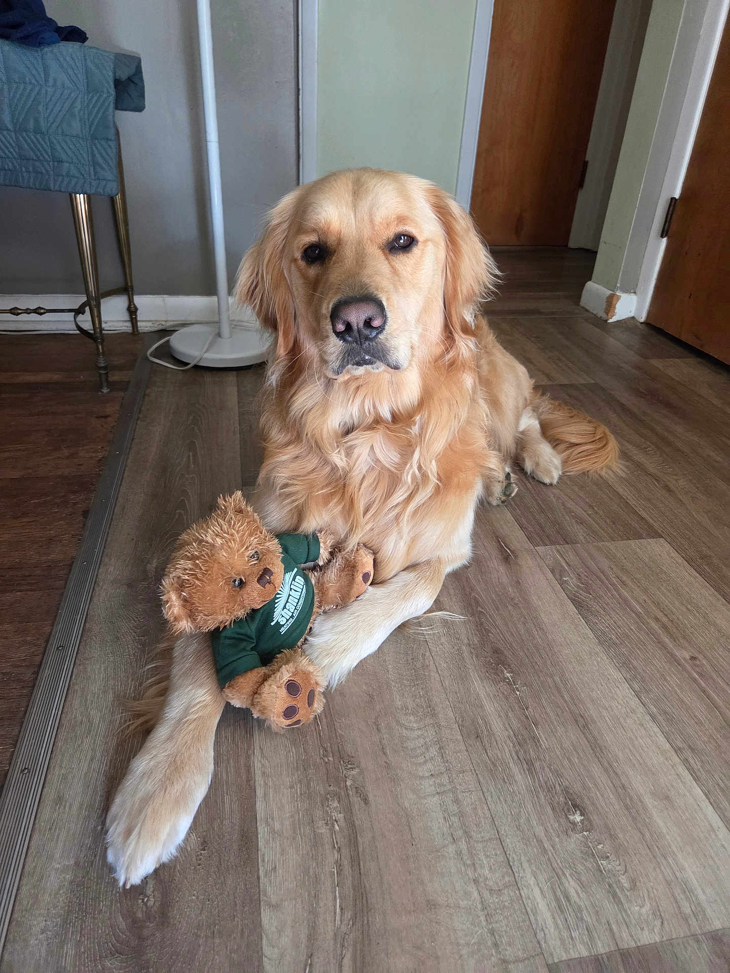 Thor is registered to the contest to win money with this photo: golden_retriever, dog, stuffed_toy, teddy_bear, wood_floor, indoor, pet, animal, toy, fur, laying_down, brown, beige, flooring, domestic, cozy, quilt, chair, lamp, calm