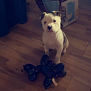 Jazzy joined the competition — help win amazing prizes! puppy, dog, balloon, toy, floor, wooden_floor, cardboard_box, indoor, pet, cute, small_dog, white_dog, black_spots, animal, playful, sitting, curious, home, object, background