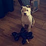 puppy, dog, balloon, toy, floor, wooden_floor, cardboard_box, indoor, pet, cute, small_dog, white_dog, black_spots, animal, playful, sitting, curious, home, object, background