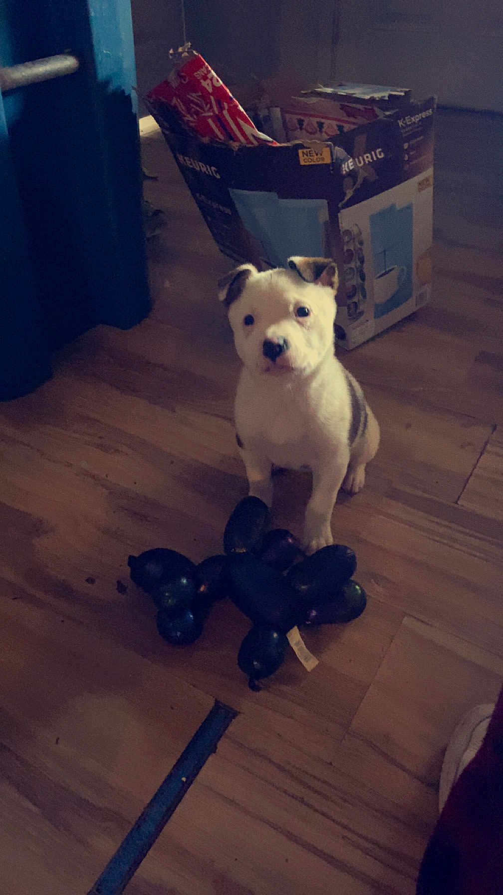 Jazzy joined the competition — help win amazing prizes! puppy, dog, balloon, toy, floor, wooden_floor, cardboard_box, indoor, pet, cute, small_dog, white_dog, black_spots, animal, playful, sitting, curious, home, object, background