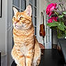 cat, orange_tabby, pet, indoor, table, flower, rose, guitar, furniture, window, whiskers, ears, fur, domestic_animal, animal, curious, sitting, houseplant, decor, room