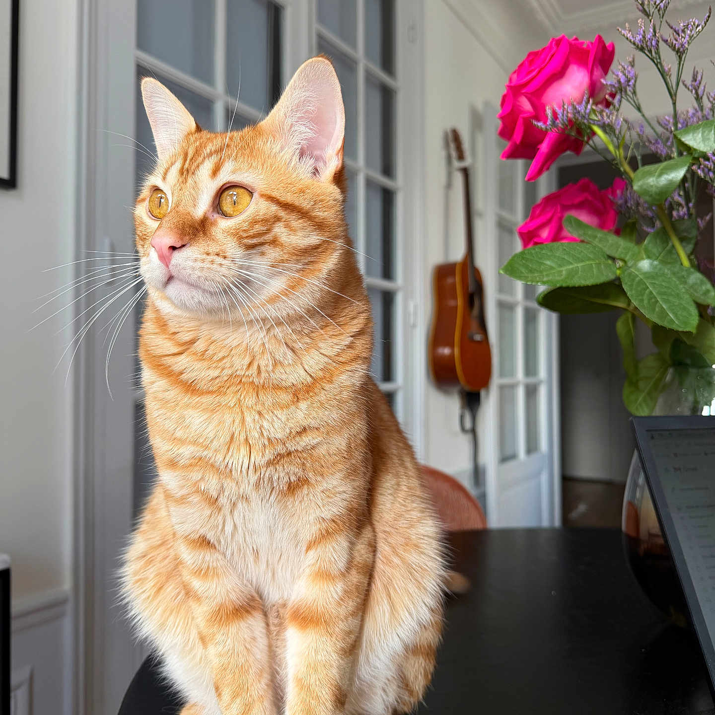 Spritz participe au concours pour gagner de l'argent avec cette photo : cat, orange_tabby, pet, indoor, table, flower, rose, guitar, furniture, window, whiskers, ears, fur, domestic_animal, animal, curious, sitting, houseplant, decor, room
