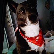 Shiloh joined the competition — help win amazing prizes! dog, bandana, red_bandana, pet, indoor, bed, furniture, door, wall_decor, plant, animal, black_and_white, portrait, sitting, cute, fur, ears, eyes, nose, domestic_animal