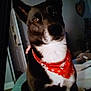 dog, bandana, red_bandana, pet, indoor, bed, furniture, door, wall_decor, plant, animal, black_and_white, portrait, sitting, cute, fur, ears, eyes, nose, domestic_animal