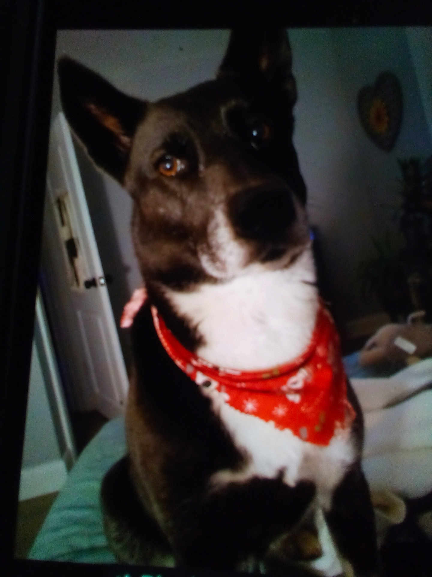 Shiloh joined the competition — help win amazing prizes! dog, bandana, red_bandana, pet, indoor, bed, furniture, door, wall_decor, plant, animal, black_and_white, portrait, sitting, cute, fur, ears, eyes, nose, domestic_animal