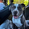 Aries joined the competition — help win amazing prizes! dog, pit_bull, gray_dog, white_chest, sitting, smiling, tongue_out, pet, car, vehicle_interior, front_seat, back_seat, seatbelt, blanket, collar, portrait, close_up, outdoor_light, passenger, happy