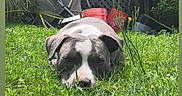 Aries is registered to the contest to win money with this photo: dog, backyard, grass, lawn, outdoor, garden, deck, flower_baskets, gardening_tools, red_bucket, gray_fur, white_markings, lying_down, resting, close_up, portrait, pet, animal, sunlight, residential