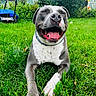 dog, pit_bull, pet, happy, smiling, tongue, outdoors, garden, grass, portrait, close_up, sitting, lying_down, collar, gray_fur, white_fur, paws, teeth, backyard, daylight
