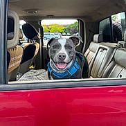 Aries joined the competition — help win amazing prizes! dog, pit_bull, pet, canine, portrait, happy, smiling, tongue_out, sitting, harness, blue_harness, car, suv, vehicle, back_seat, red_car, open_window, parking_lot, outdoor, road_trip