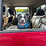 dog, pit_bull, pet, canine, portrait, happy, smiling, tongue_out, sitting, harness, blue_harness, car, suv, vehicle, back_seat, red_car, open_window, parking_lot, outdoor, road_trip