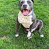 Aries is registered to the contest to win money with this photo: dog, pit_bull, gray_dog, white_chest, sitting, smiling, tongue_out, pet, animal, backyard, grass, lawn, fence, garden, outdoor, portrait, collar, happy, front_view, sunlight