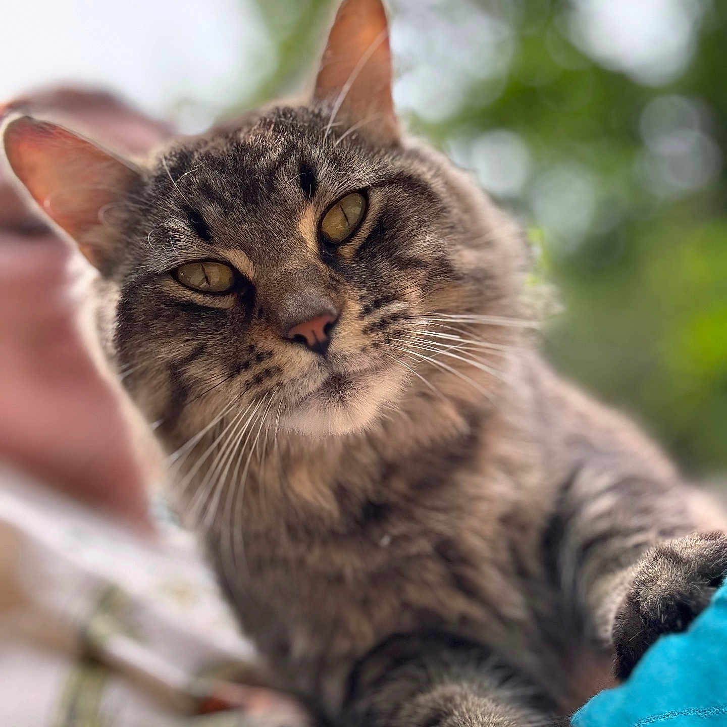 Freya joined the competition — help win amazing prizes! animal, blue, blurred_background, cat, close_up, curious, fabric, face, fur, golden_eyes, greenery, intimate, nature, outdoor, paw, person_blur, pet, soft_light, tabby_cat, whiskers