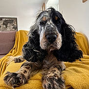 Blu participe au concours pour gagner de l'argent avec cette photo : dog, cocker_spaniel, long_ears, spotted_fur, yellow_blanket, sofa, indoor, pet, animal, lying_down, front_paws, living_room, cozy, curly_fur, brown, black, white, calm, portrait, furniture