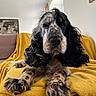 dog, cocker_spaniel, long_ears, spotted_fur, yellow_blanket, sofa, indoor, pet, animal, lying_down, front_paws, living_room, cozy, curly_fur, brown, black, white, calm, portrait, furniture