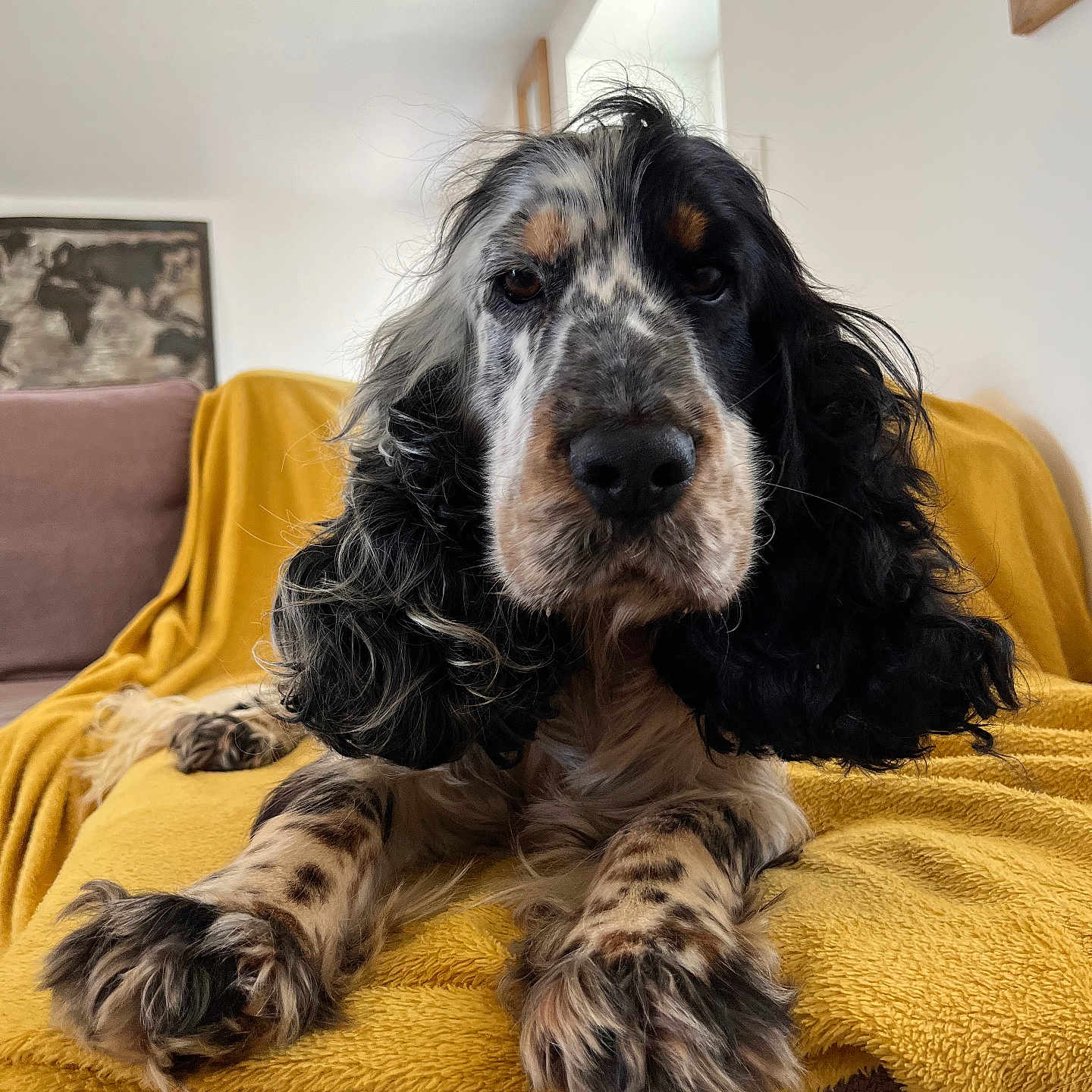 Blu participe au concours pour gagner de l'argent avec cette photo : dog, cocker_spaniel, long_ears, spotted_fur, yellow_blanket, sofa, indoor, pet, animal, lying_down, front_paws, living_room, cozy, curly_fur, brown, black, white, calm, portrait, furniture