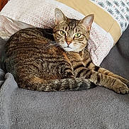 Lana a rejoint le concours — aidez-le/la à gagner de superbes lots ! cat, tabby, pet, animal, feline, fur, whiskers, green_eyes, relaxed, lying_down, blanket, pillow, indoor, cozy, resting, striped, soft, cute, domestic_animal, home