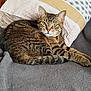 cat, tabby, pet, animal, feline, fur, whiskers, green_eyes, relaxed, lying_down, blanket, pillow, indoor, cozy, resting, striped, soft, cute, domestic_animal, home