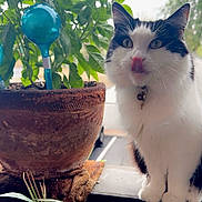 Calypso joined the competition — help win amazing prizes! cat, black_and_white, fluffy, licking, plant, flower_pot, green_leaves, watering_spikes, indoor, natural_light, bell_collar, pet, whiskers, close_up, window, feline, cute, sitting, domestic_animal, curious