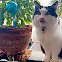 cat, black_and_white, fluffy, licking, plant, flower_pot, green_leaves, watering_spikes, indoor, natural_light, bell_collar, pet, whiskers, close_up, window, feline, cute, sitting, domestic_animal, curious