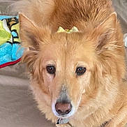 Sunnie is registered to the contest to win money with this photo: animal, bed, blanket, bow, canine, comfort, companion, cute, dog, domestic_animal, ears, fur, golden_fur, indoor, lying_down, nose, paw, pet, relaxed, resting