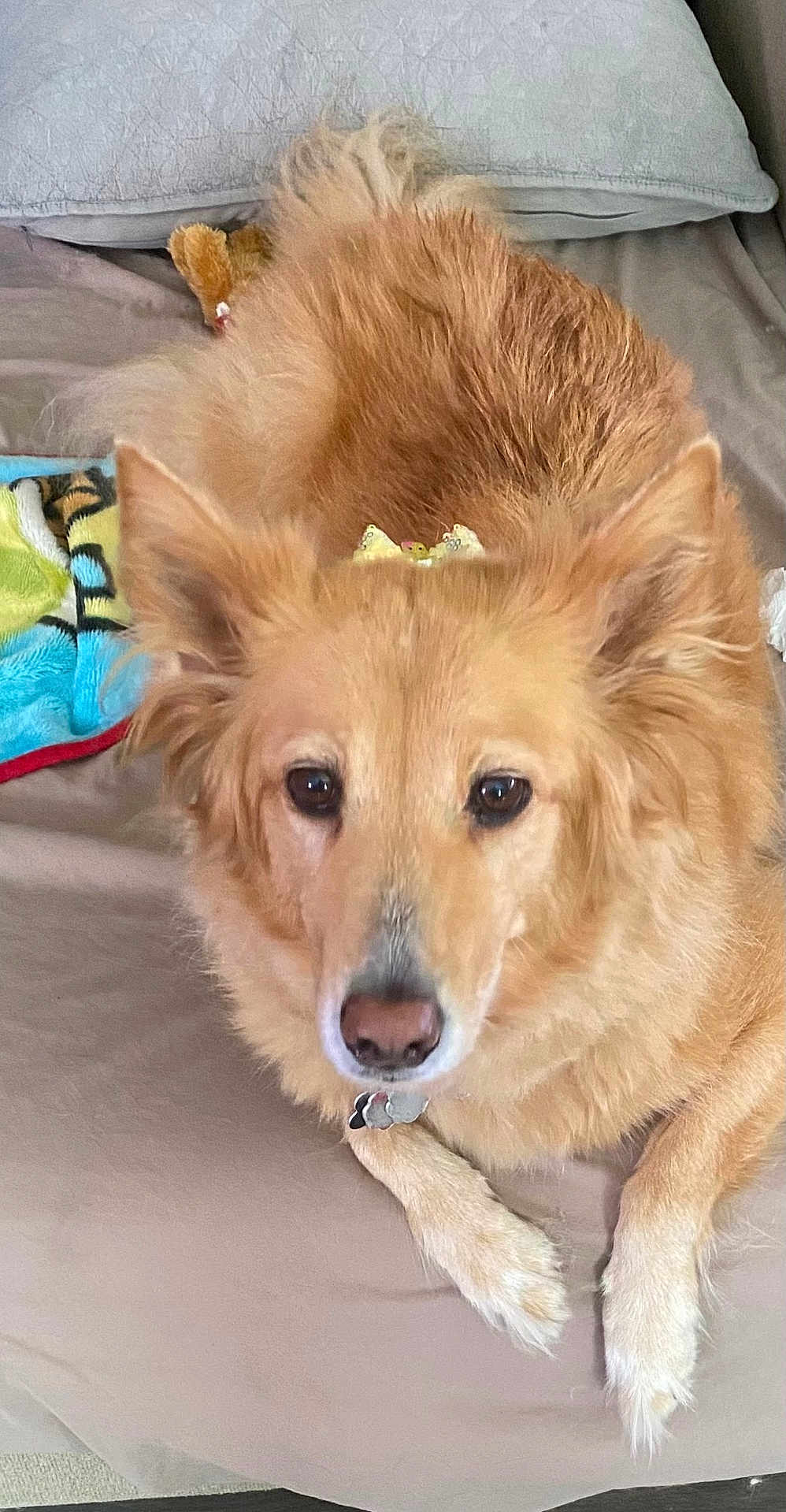 Sunnie is registered to the contest to win money with this photo: animal, bed, blanket, bow, canine, comfort, companion, cute, dog, domestic_animal, ears, fur, golden_fur, indoor, lying_down, nose, paw, pet, relaxed, resting