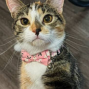 Cinnamon joined the competition — help win amazing prizes! cat, calico, bowtie, pink, floral, pet, animal, whiskers, collar, indoor, closeup, feline, curious, cute, domestic_cat, portrait, ears, fur, eyes, bell