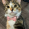 cat, calico, bowtie, pink, floral, pet, animal, whiskers, collar, indoor, closeup, feline, curious, cute, domestic_cat, portrait, ears, fur, eyes, bell