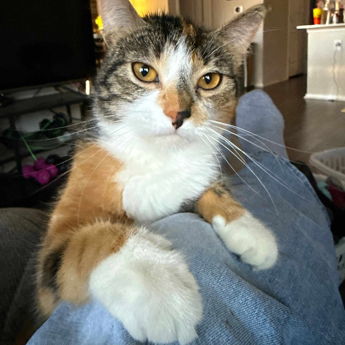 Cinnamon is registered to the contest to win money with this photo: cat, calico_cat, indoor, pet, animal, feline, whiskers, paws, jeans, legs, person, living_room, furniture, cozy, closeup, curious, amber_eyes, domestic_cat, resting, home