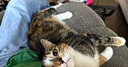 Cinnamon joined the competition — help win amazing prizes! calico_cat, casual, cat, comfort, couch, cozy, fur, green_shirt, home, indoor, jeans, lap, living_room, looking_up, person, pet, relaxing, resting, whiskers, wood_floor