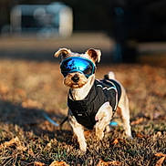 Jessie joined the competition — help win amazing prizes! accessories, animal, ball, canine, dog, football, goggles, grass, hound, outdoors, pet, plant, puppy, soccer, soccerball, soil, sport, strap, sunglasses, terrier