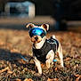accessories, animal, ball, canine, dog, football, goggles, grass, hound, outdoors, pet, plant, puppy, soccer, soccerball, soil, sport, strap, sunglasses, terrier