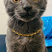 Lumos joined the competition — help win amazing prizes! cat, gray_cat, close_up, gold_chain, pet, whiskers, ears, eyes, fur, animal, indoor, curious, portrait, sitting, feline, domestic_animal, looking, young_cat, soft_background, blue_object