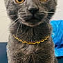 cat, gray_cat, close_up, gold_chain, pet, whiskers, ears, eyes, fur, animal, indoor, curious, portrait, sitting, feline, domestic_animal, looking, young_cat, soft_background, blue_object