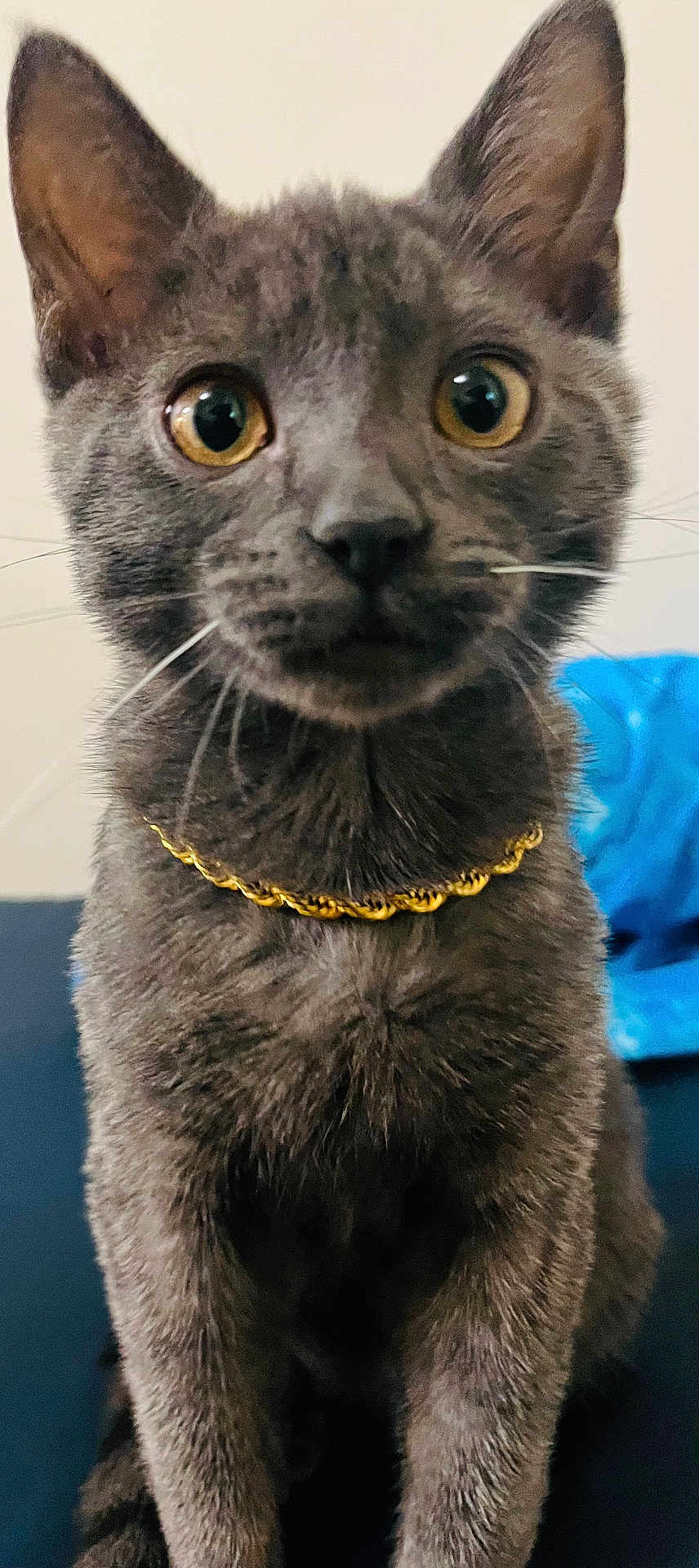 Lumos joined the competition — help win amazing prizes! cat, gray_cat, close_up, gold_chain, pet, whiskers, ears, eyes, fur, animal, indoor, curious, portrait, sitting, feline, domestic_animal, looking, young_cat, soft_background, blue_object