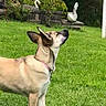 dog, grass, garden, outdoor, swans, statues, greenery, curious, pet, canine, animal, nature, lawn, collar, ear, looking_up, background, stone, decoration, daylight