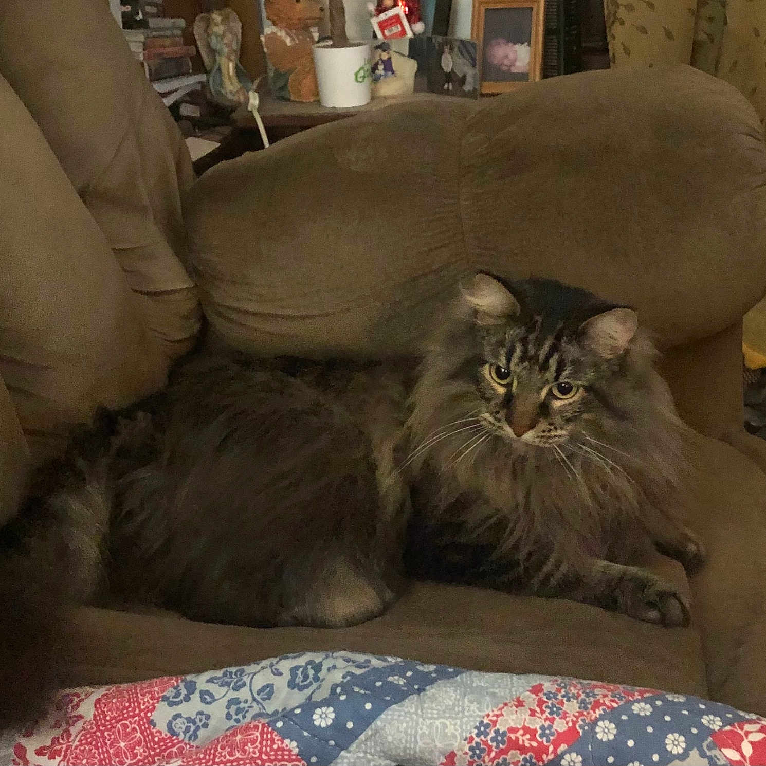 Turtle joined the competition — help win amazing prizes! animal, armchair, brown_furniture, cat, cozy, curtains, decor, ears, feline, home, indoor, living_room, long_hair, patterned_textile, paws, pet, quilt, relaxed, tabby, whiskers