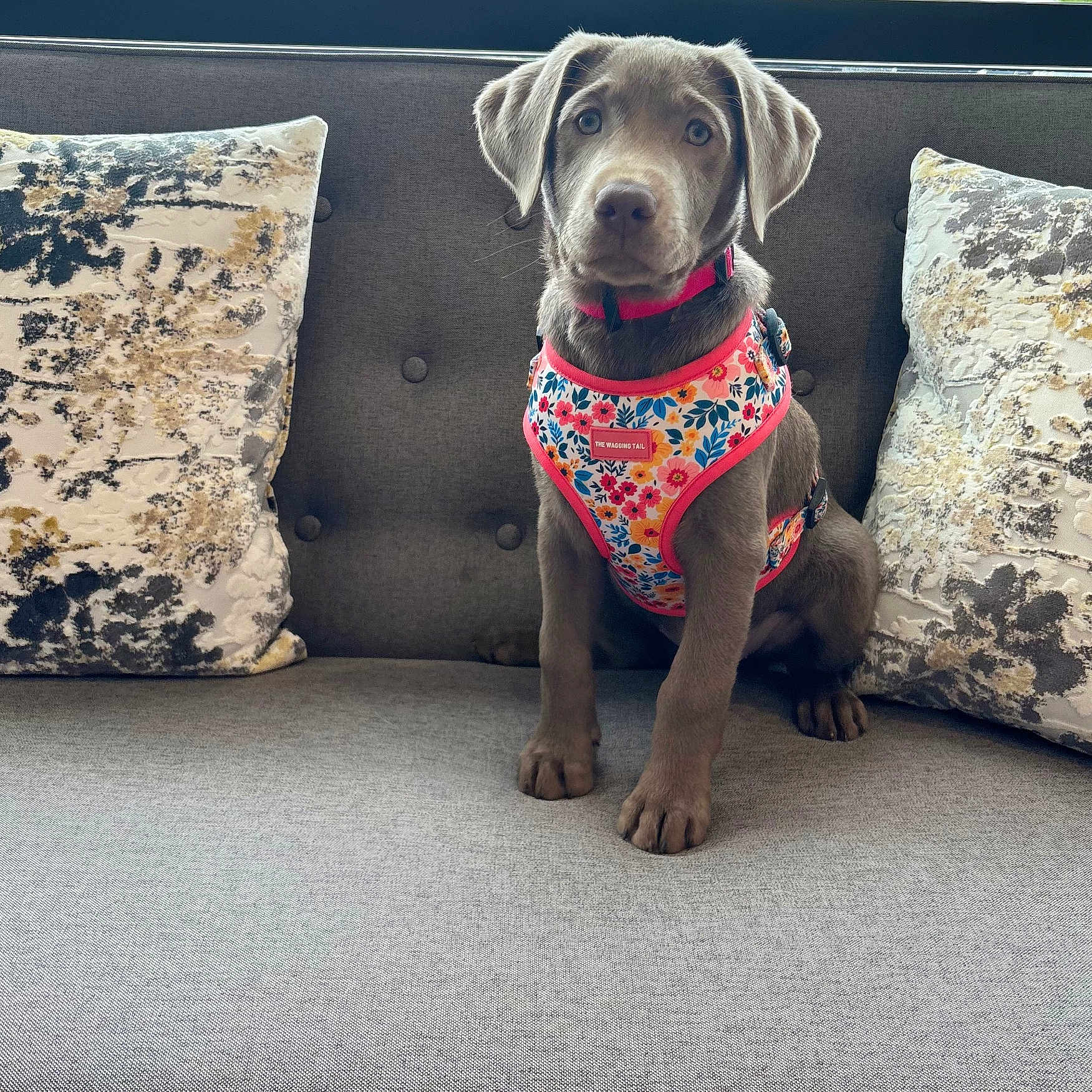 Sylvie joined the competition — help win amazing prizes! animal, canine, clothing, couch, cushion, dog, fitness, furniture, homedecor, hound, indoors, interiordesign, person, pet, pillow, puppy, sitting, sport, swimwear, workingout