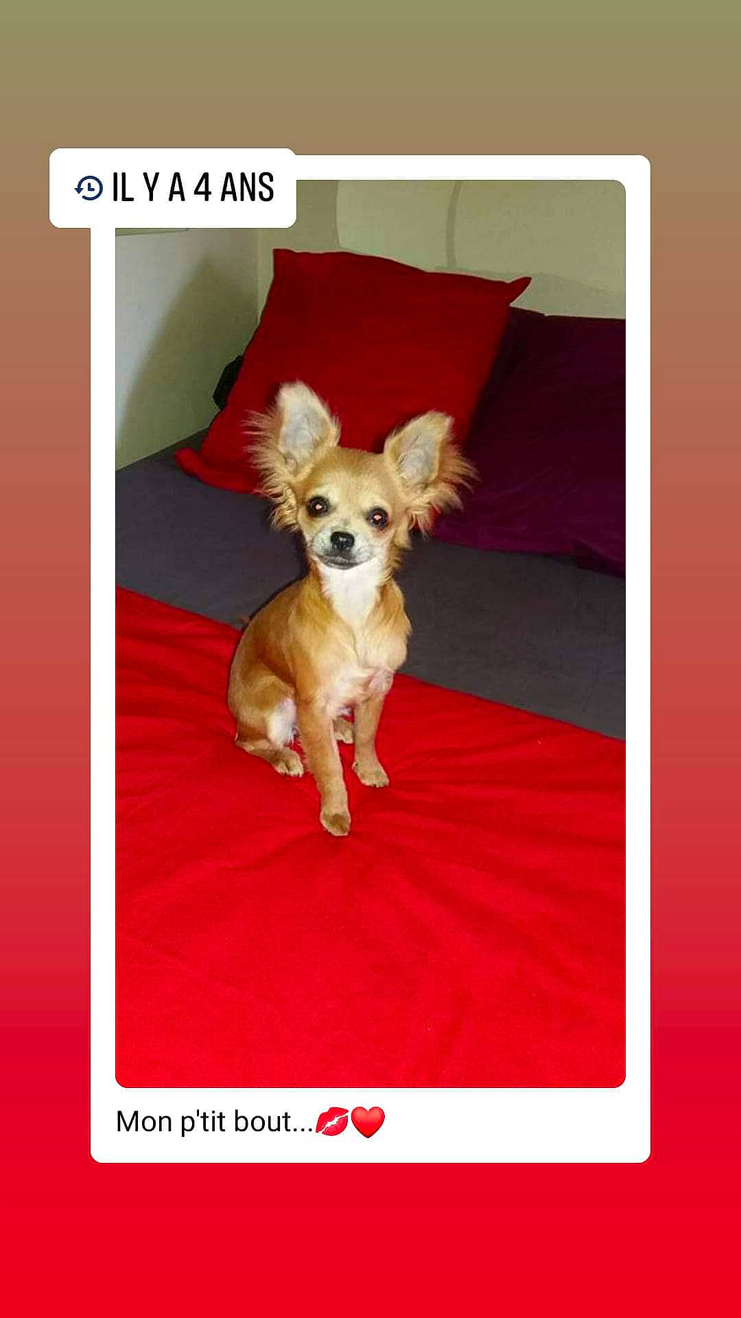 Mina participe au concours pour gagner de l'argent avec cette photo : ancient_dog_breeds, canidae, carnivore, chihuahua, companion_dog, dog, dog_breed, fawn, mammal, photo_caption, puppy, russkiy_toy, toy_dog