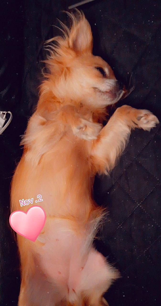 Mina participe au concours pour gagner de l'argent avec cette photo : canidae, carnivore, dog, dog_breed, fawn, non_sporting_group, pomeranian, puppy, sporting_group, tail