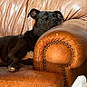 animal, armrest, black_dog, brown_couch, canine, comfort, cozy, decorative_nails, dog, domestic_animal, furniture, home, indoor, laying, leather_couch, mammal, pet, portrait, relaxed, resting