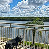 animal, balcony, clouds, daylight, decor, dog, fence, glass_table, greenery, nature, outdoor, palm_tree, pet, relaxation, river, shadow, sky, sunny, tongue_out, water