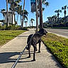Timmy joined the competition — help win amazing prizes! background_buildings, black_dog, calm, canine, clear_sky, daytime, dog, grass, leash, nature, outdoor, palm_tree, pet, residential_area, shadow, sidewalk, street, suburban, sunny, walk