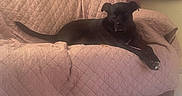 Timmy is registered to the contest to win money with this photo: dog, black_dog, couch, quilted_cover, indoor, window, wooden_blinds, relaxed, pet, furniture, living_room, floor, light, cozy, animal, domestic, resting, blanket, calm, home