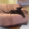 animal, black_dog, blanket, calm, couch, cozy, dog, domestic, floor, furniture, home, indoor, light, living_room, pet, quilted_cover, relaxed, resting, window, wooden_blinds