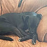 Timmy joined the competition — help win amazing prizes! animal, black_dog, brown, canine, couch, cozy, curled_up, dog, domestic_animal, fur, furniture, home, indoor, leather, nap, paw, pet, relaxation, resting, sleeping
