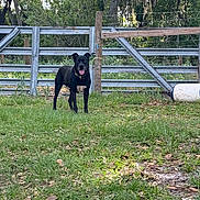 Timmy joined the competition — help win amazing prizes! animal, barrel, black_dog, canine, dog, ears, fence, grass, greenery, happy_dog, metal_fence, muzzle, nature, outdoor, pet, sunlight, tongue_out, trees, wooden_post, yard