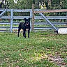animal, barrel, black_dog, canine, dog, ears, fence, grass, greenery, happy_dog, metal_fence, muzzle, nature, outdoor, pet, sunlight, tongue_out, trees, wooden_post, yard