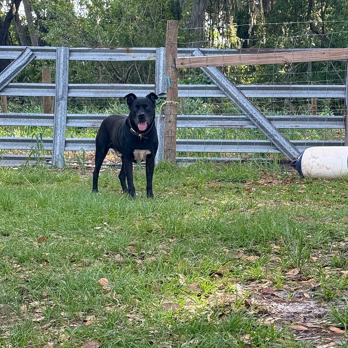 Timmy joined the competition — help win amazing prizes! animal, barrel, black_dog, canine, dog, ears, fence, grass, greenery, happy_dog, metal_fence, muzzle, nature, outdoor, pet, sunlight, tongue_out, trees, wooden_post, yard