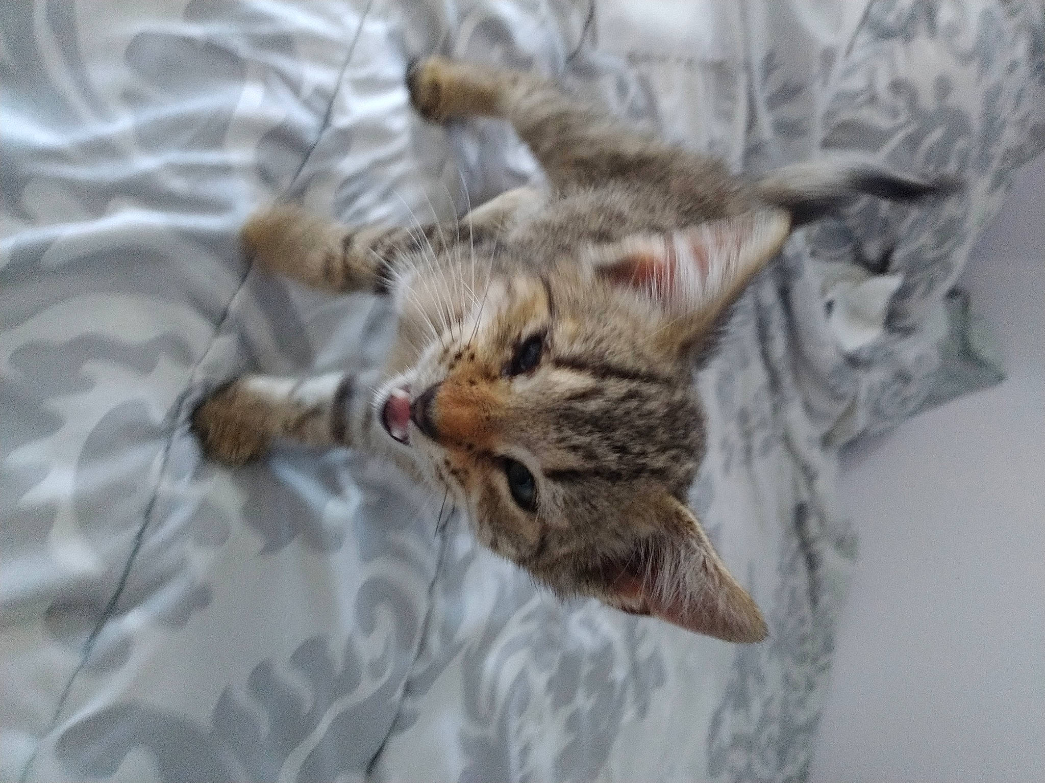 Mookie joined the competition — help win amazing prizes! carnivore, cat, claw, comfort, domestic_short_haired_cat, felidae, fur, grey, linens, paw, small_to_medium_sized_cats, snout, tail, whiskers, wildlife, window